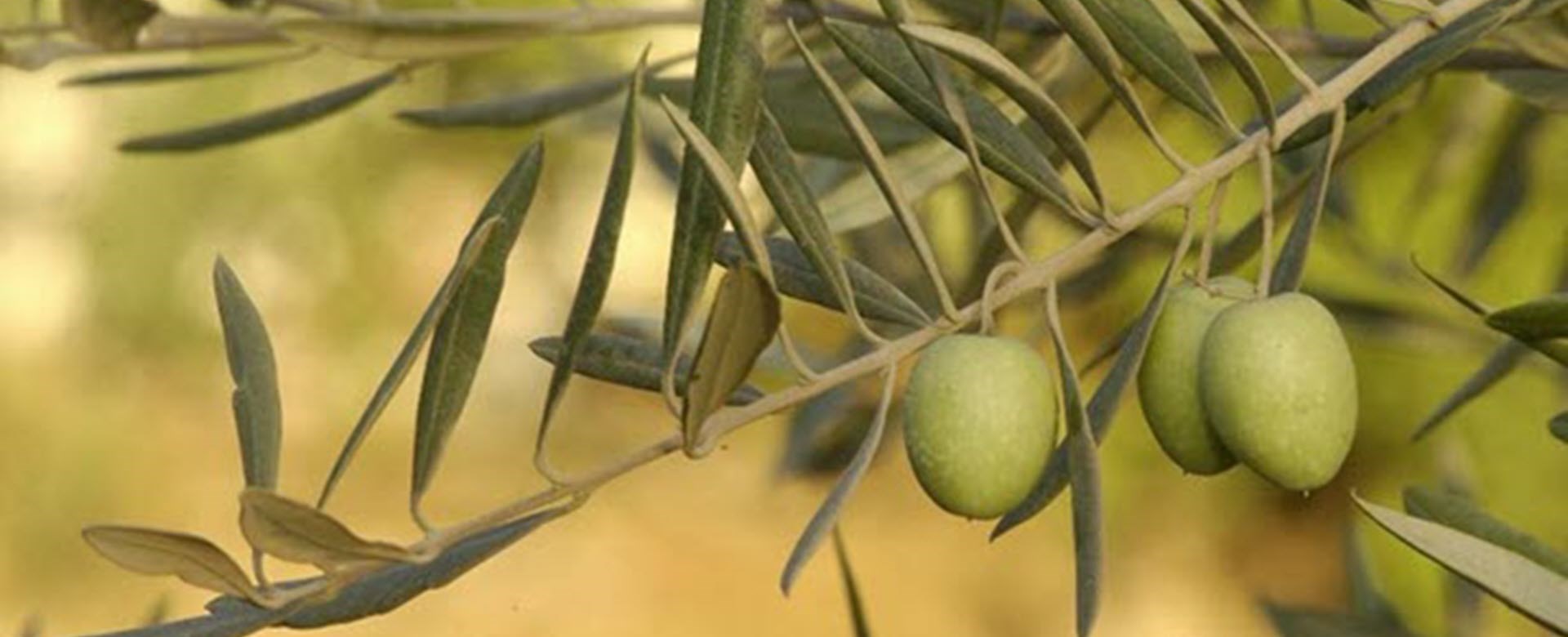 טיפול עץ הזית מבית “אמירי הגליל”